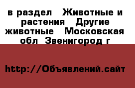  в раздел : Животные и растения » Другие животные . Московская обл.,Звенигород г.